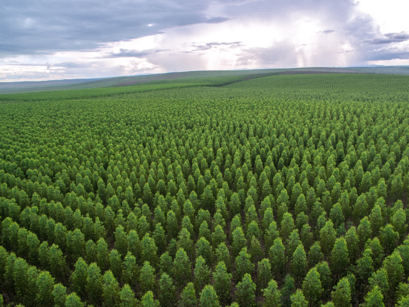 SINOBRAS Florestal investe em parcerias para melhoramento genético da produção do eucalipto